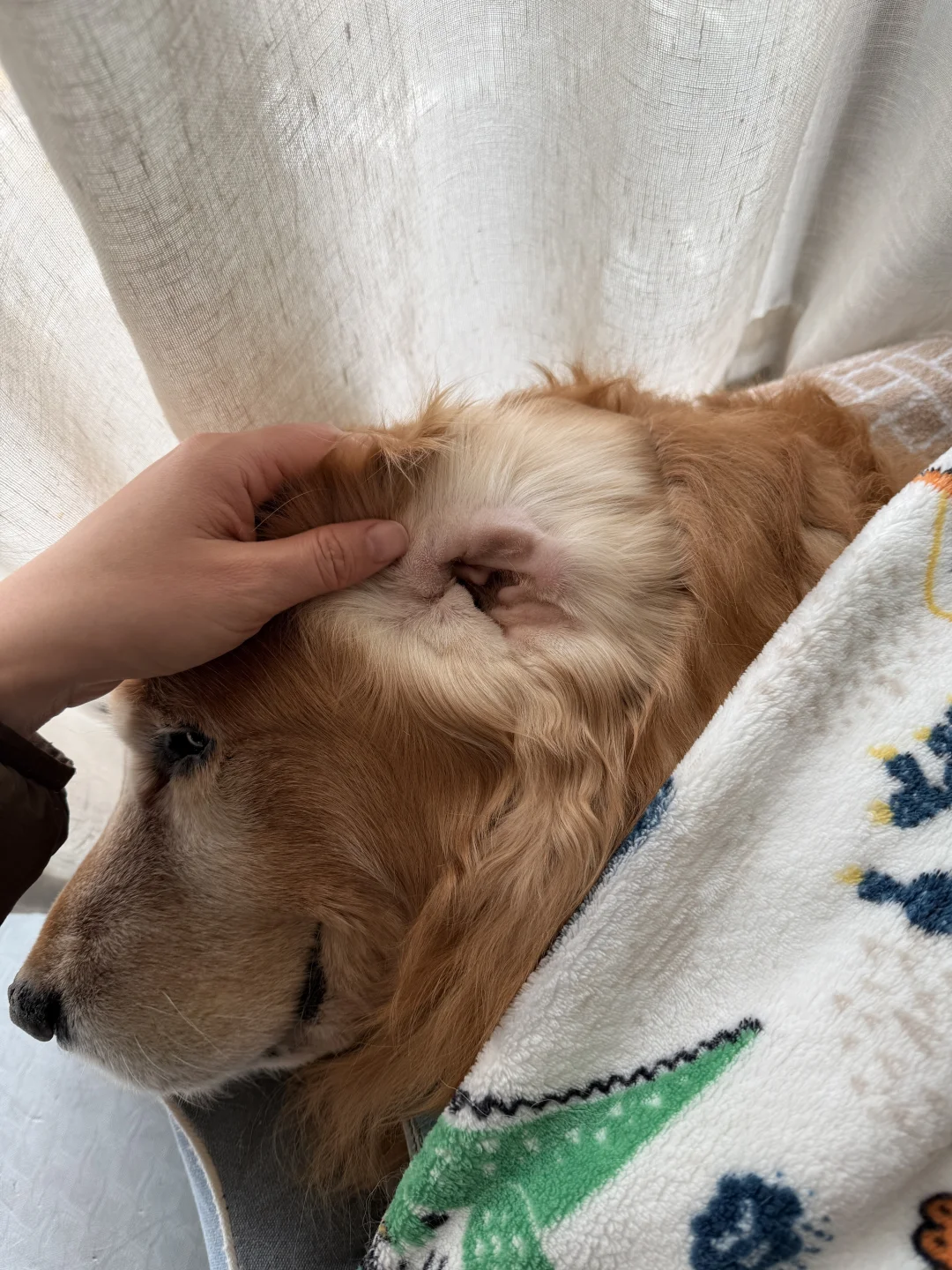 最好闻的气味是小狗耳朵👂🏻