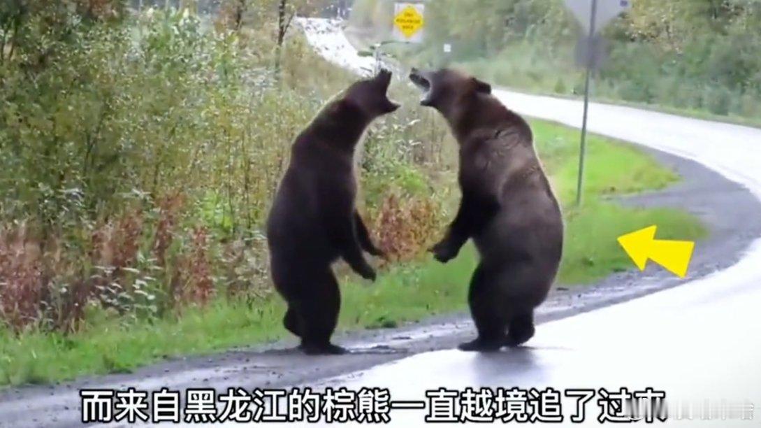 不分上下啊 还都挺猛滴......凤凰新闻【东北棕熊越境打架惊动俄网友，战斗民族