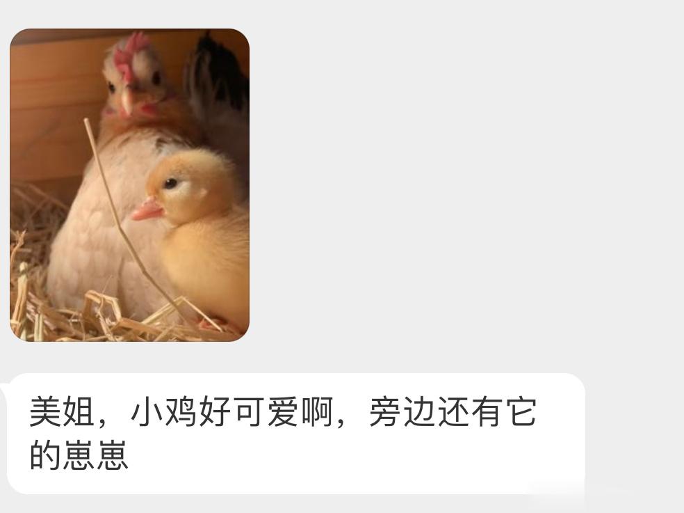 旁边的是小鸭子！ ​​​