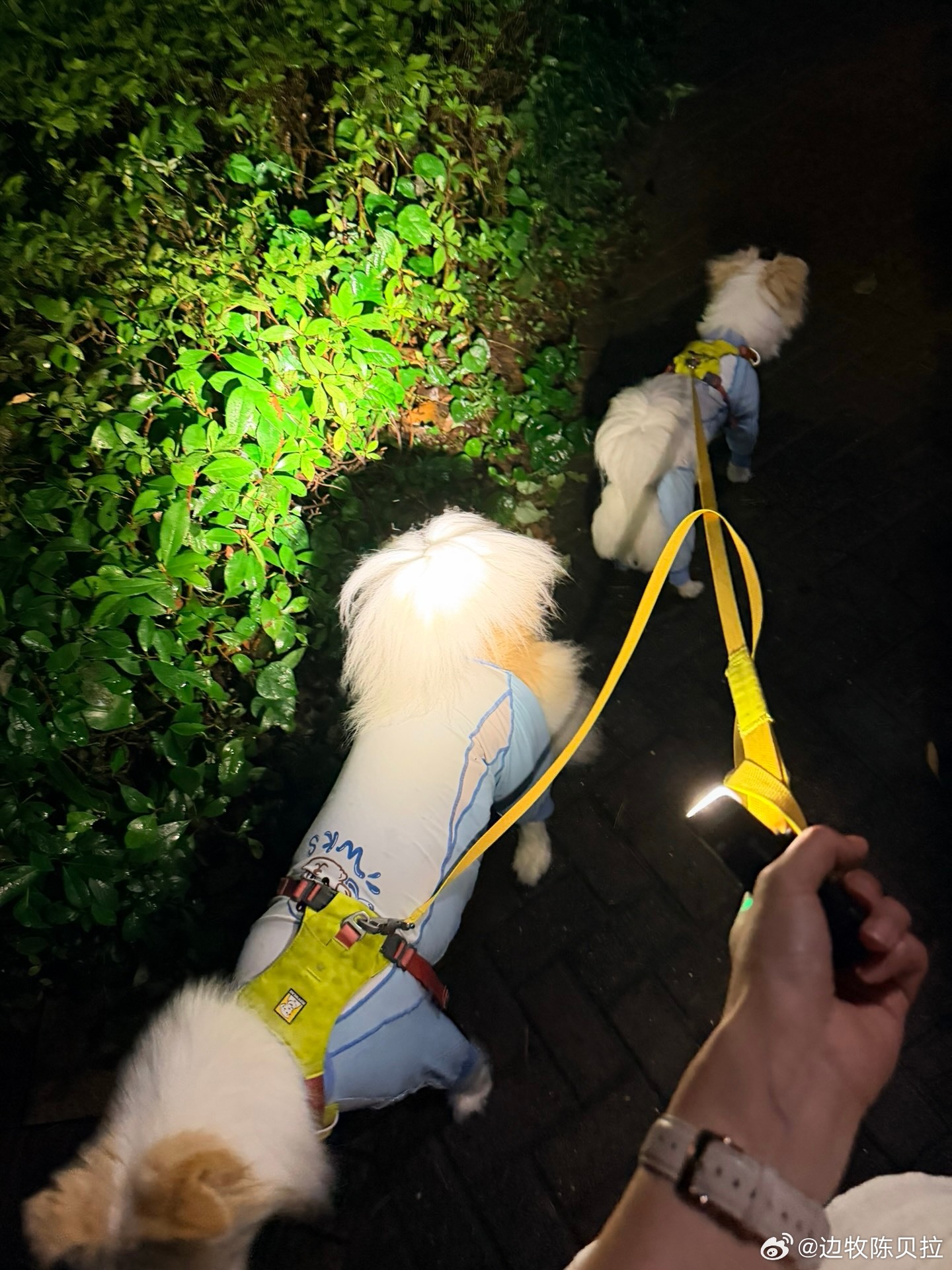这时该听谁的 