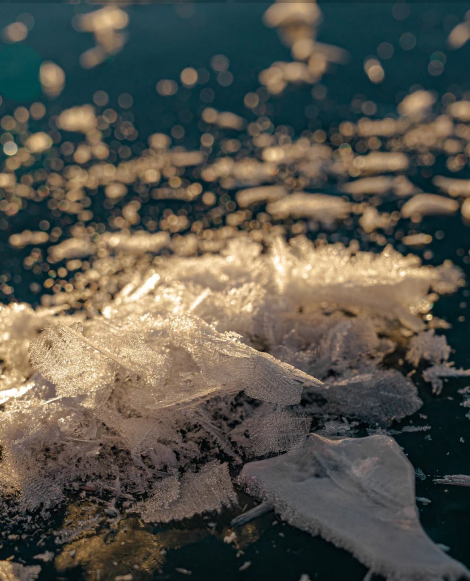 赛里木湖冰凌花盛开 