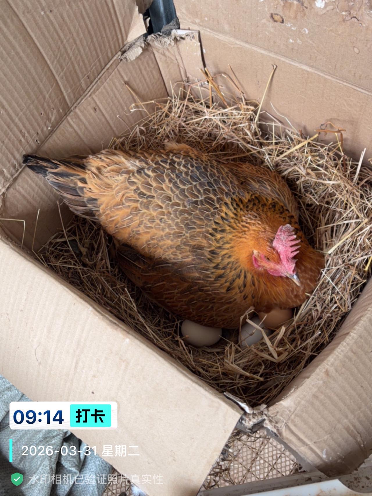 能者多劳，这只三年的老母鸡特别会孵小鸡，十分敬业，前两年也是它承担这项任务。
