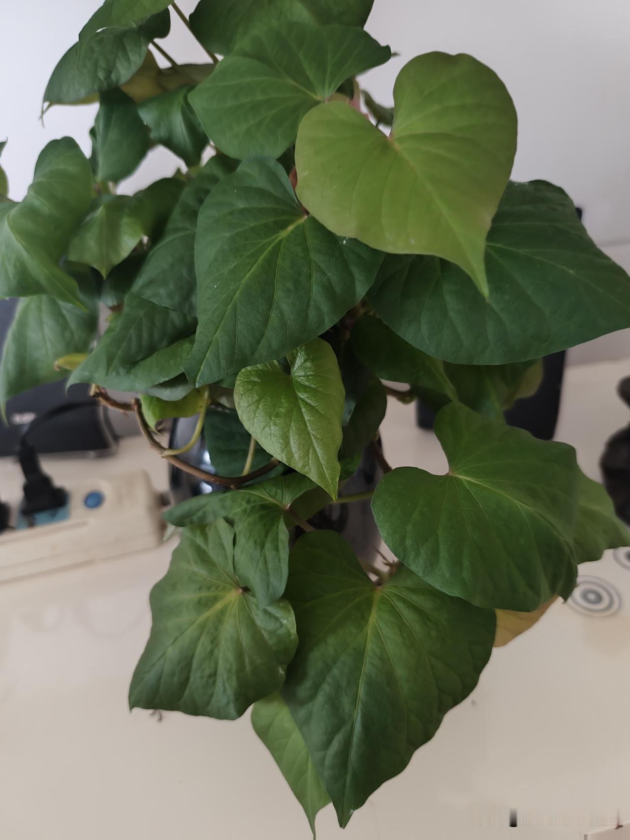50岁+的中秋节，没有礼可送，是不是太冷血了？
除了给老爸买了两瓶五粮液，还去看
