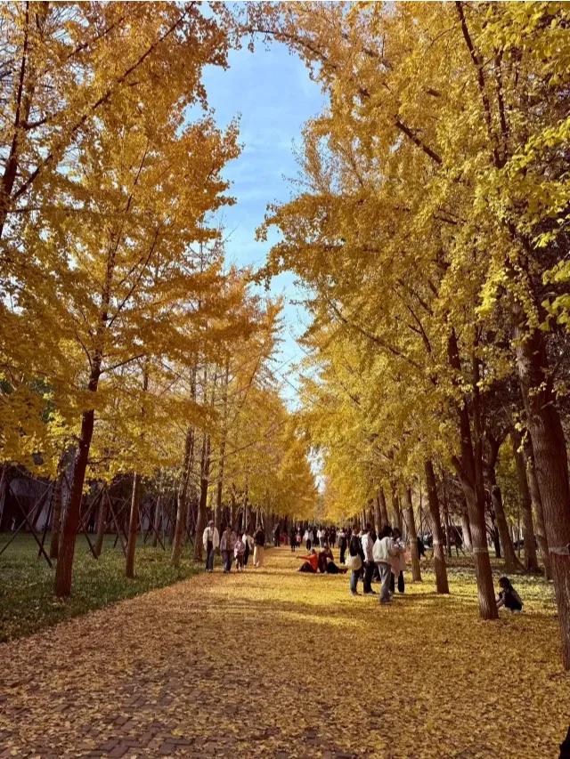 东北师范大学校园门口的两排银杏树，太壮观了！