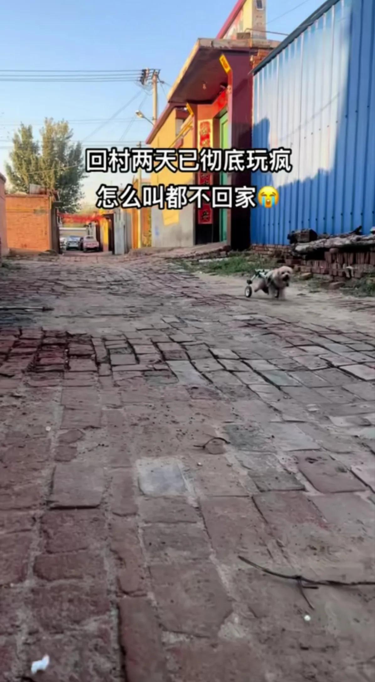 一网友带着自己后腿残疾，带有后轮助力器的狗狗回到了农村老家，二天时间，狗狗就彻底