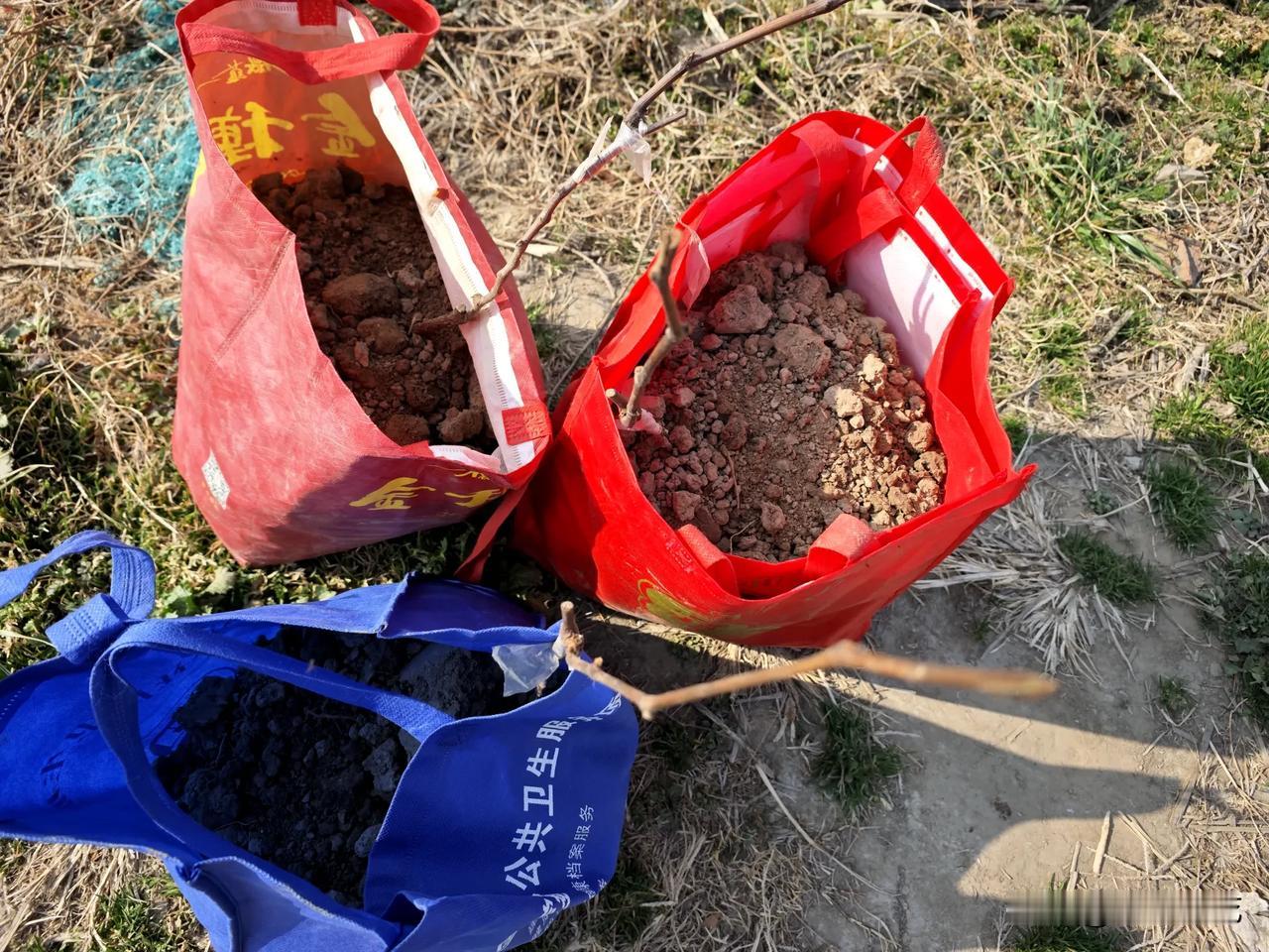 种几颗葡萄树，期待中，，，，