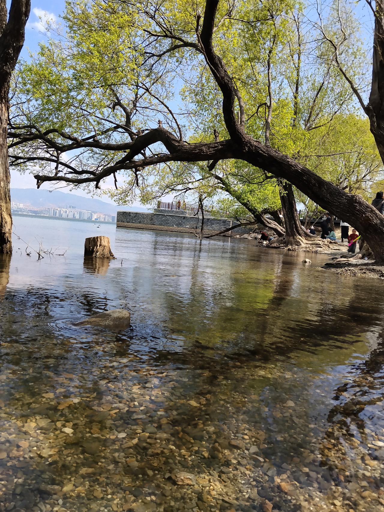 春明景和，万物生发……
治愈系风景大理 大理风景打卡地 洱海风景照 洱海湖边风景
