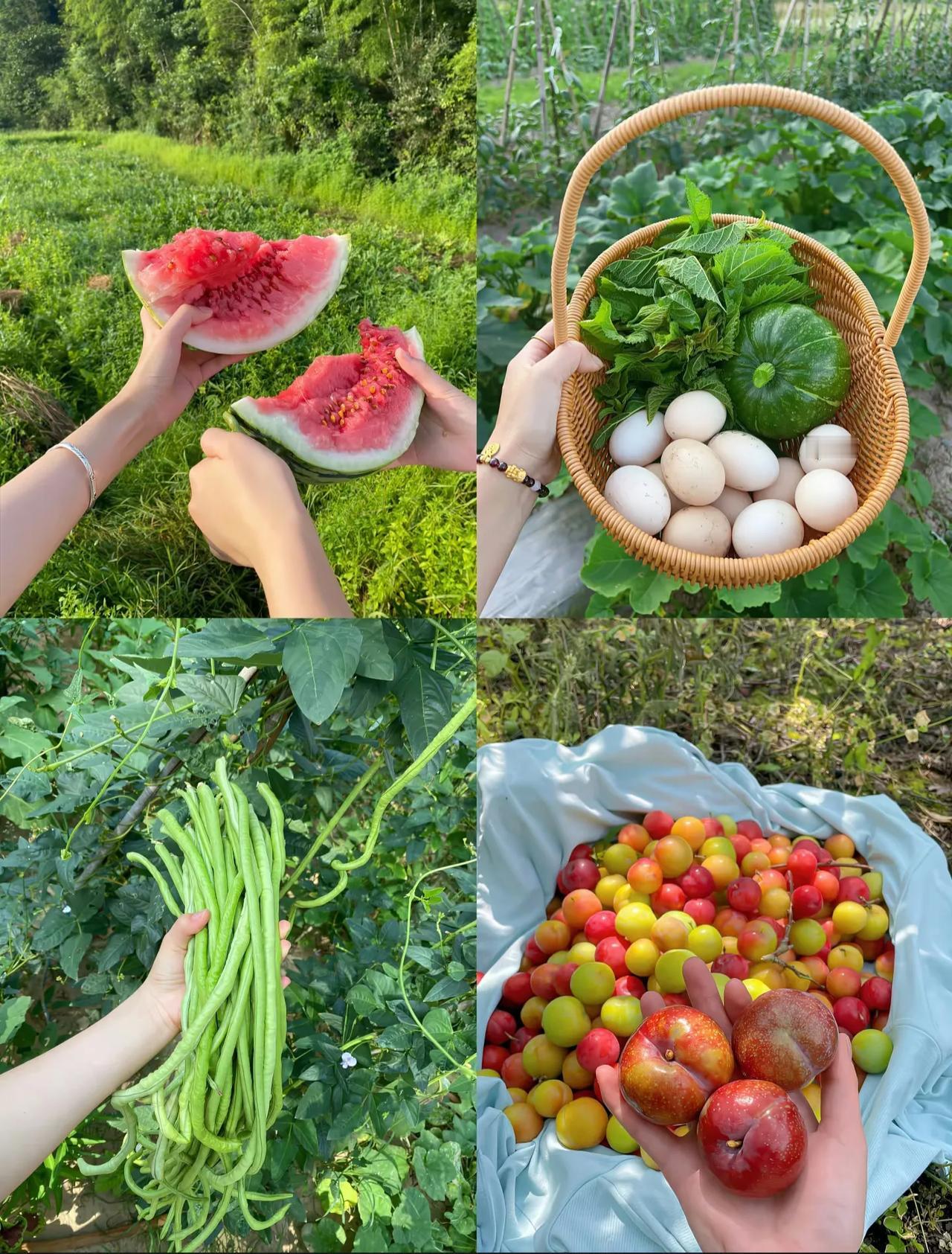 理想中的退休生活！
这就是我理想中的退休生活！！！养个小狗、种点瓜果蔬菜，简直美