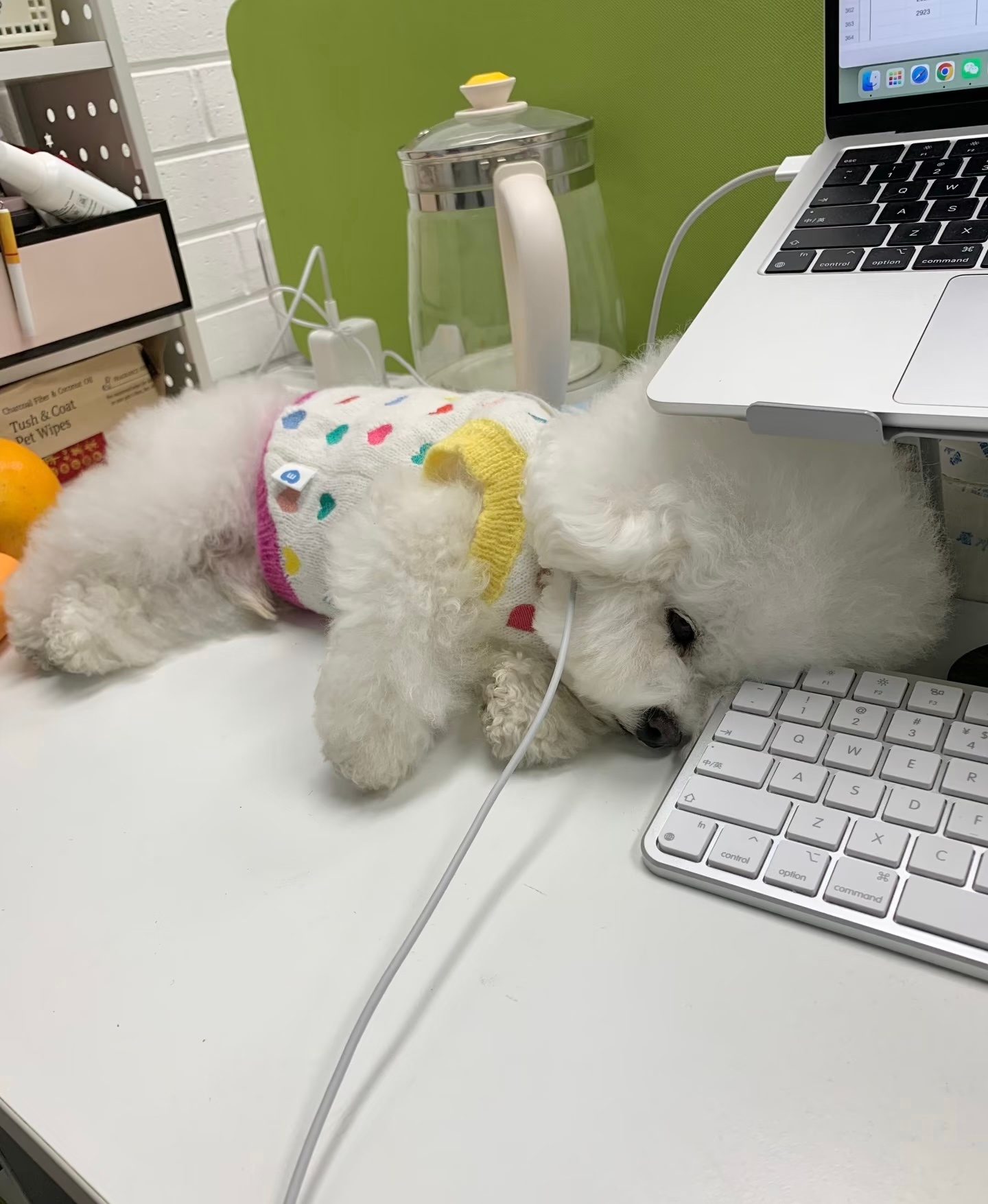 公司分配的情感抚慰小员工 