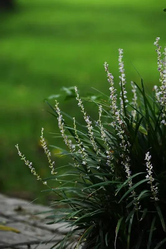 找根结实的麻绳、软乎乎的稻草或是柔韧的马莲草轻轻一扎，就能用手稳稳提着直接往家走