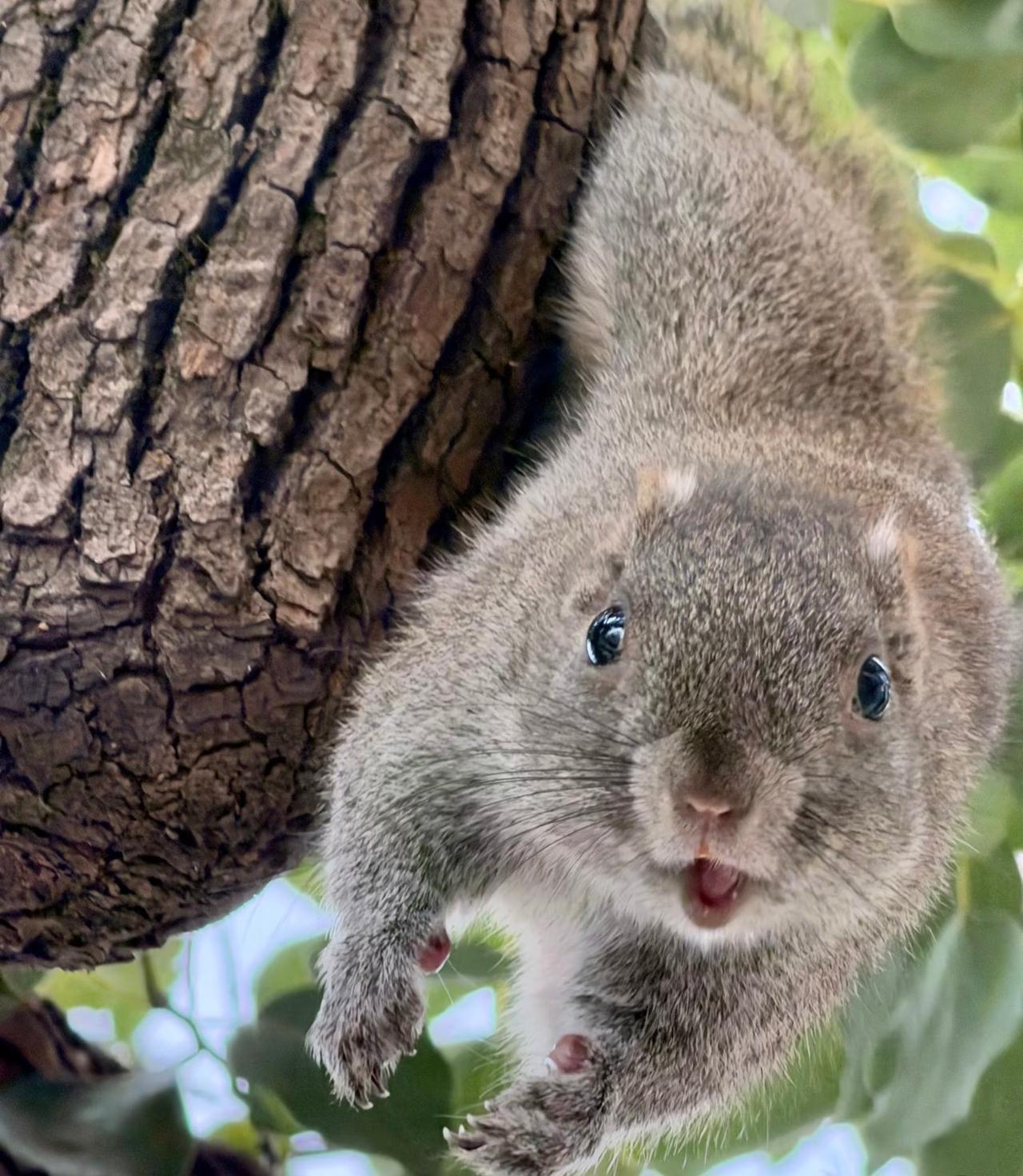 小家伙们好可爱呀！
不知道是不是被投喂惯了的缘故，
西湖边的小松鼠们完全都不怕人