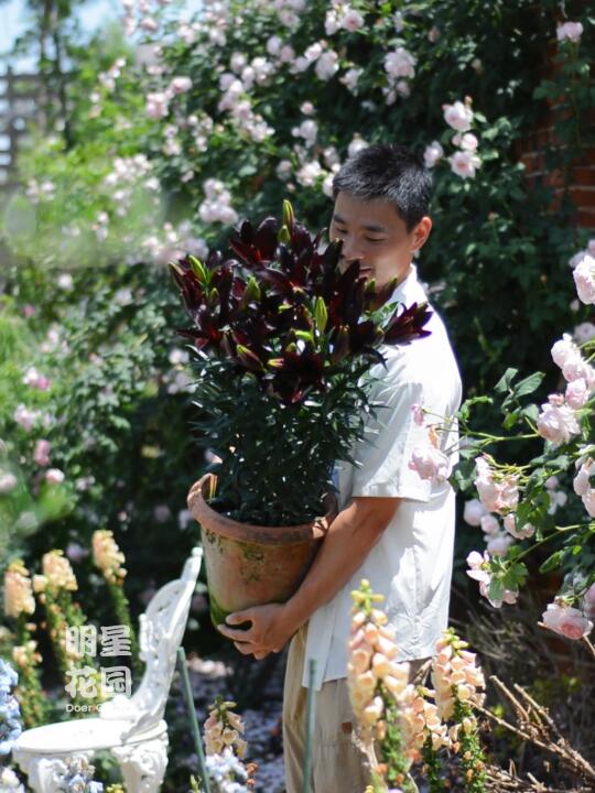 真的‼️这可能是全球Z接近纯黑百合花✅实拍