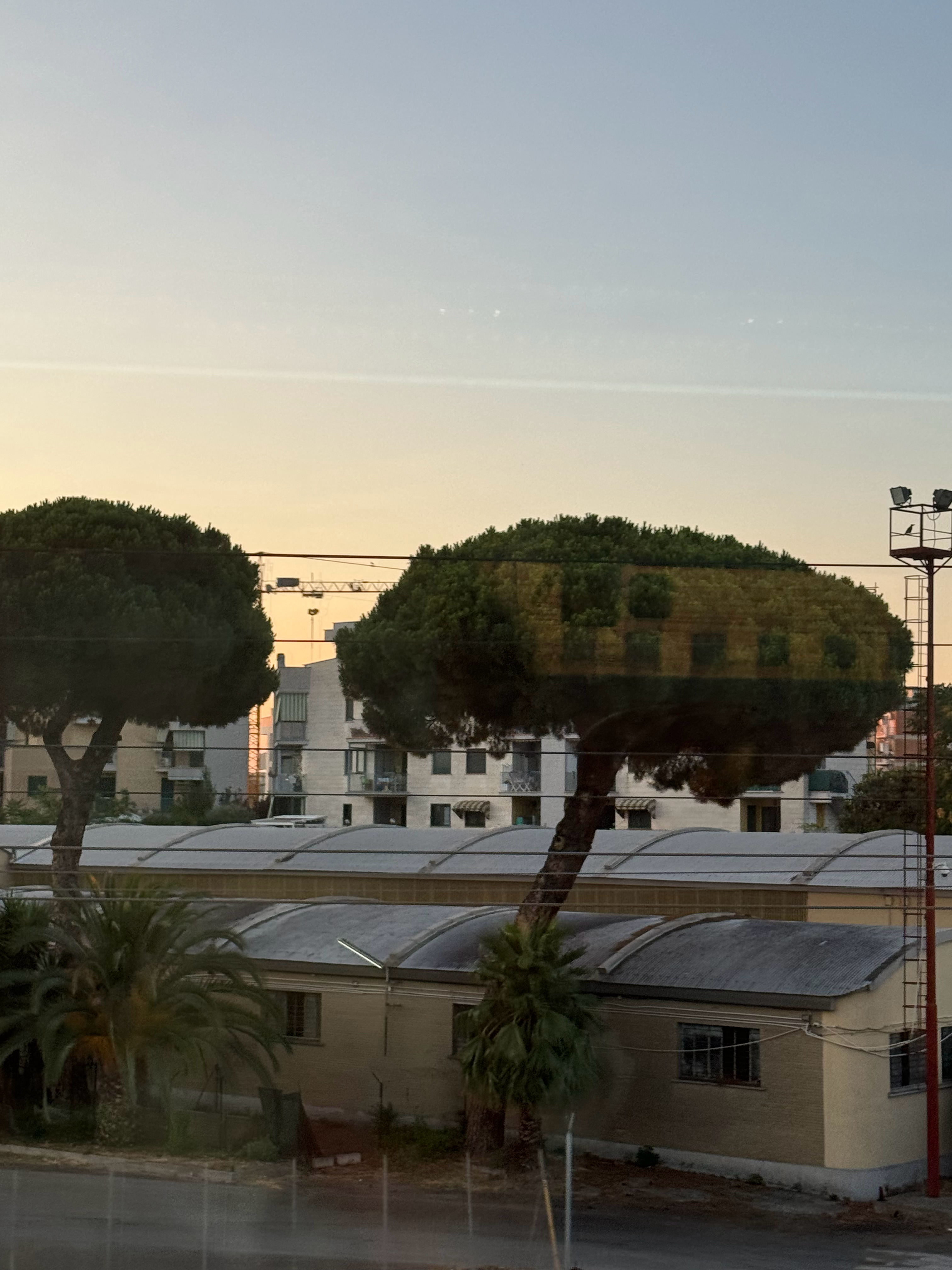 旅途上拍到的意大利“国”树—伞松在古希腊和罗马神话中，松树常被视为神圣的象征：阿