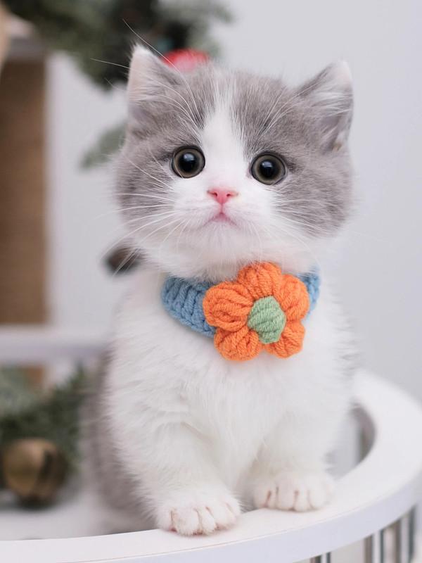 你能分享一张狗或小狗的可爱照片吗自家养的宠物猫咪呆萌呆萌的，粘人精。