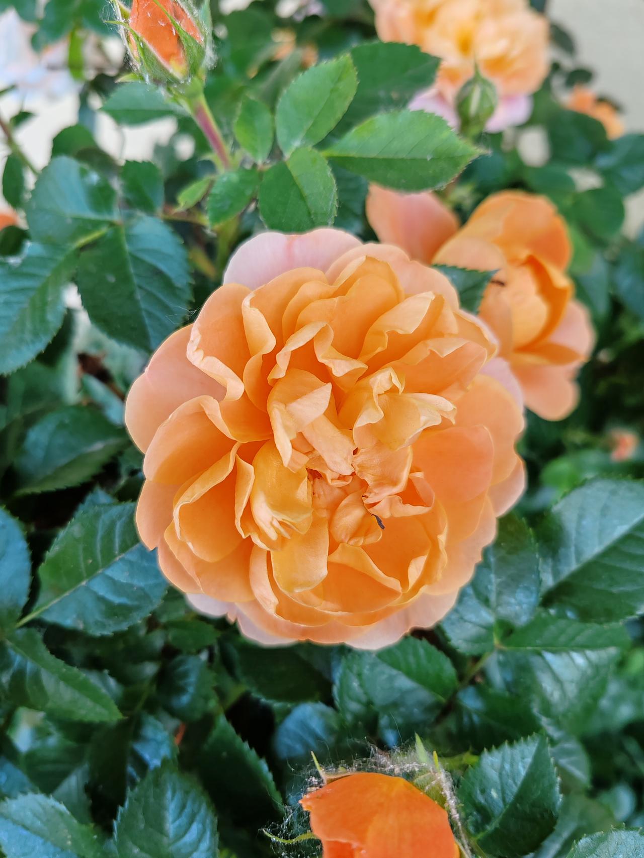 分享最艳丽的花最艳丽的花是什么花？