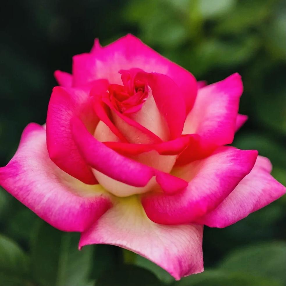 分享图片～月季花
大花朵朵，四季常开
五光十色，色彩缤纷