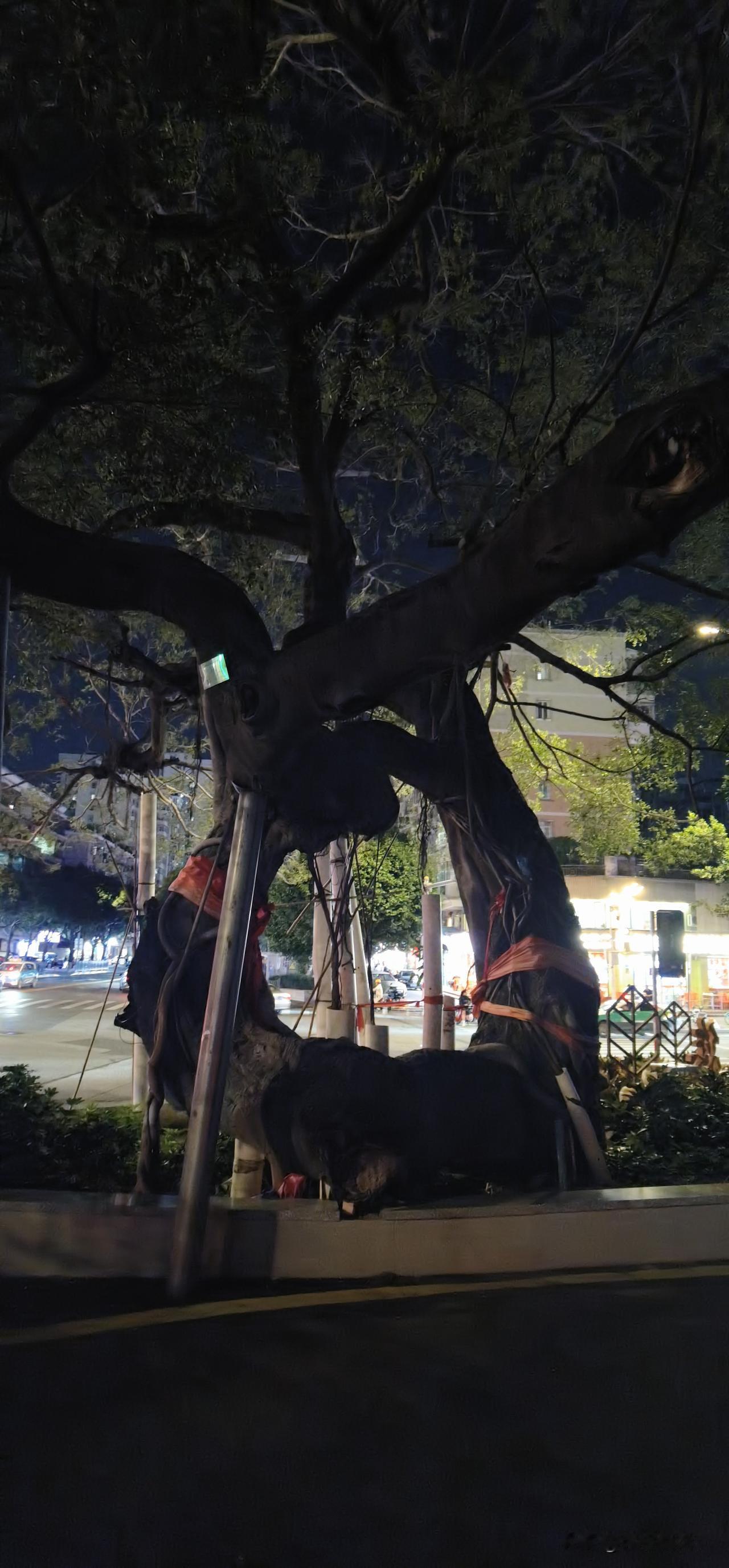 厦门｜一棵把日子过成XO与闲话的奇树！
        路过厦门江头，夜色漫过街