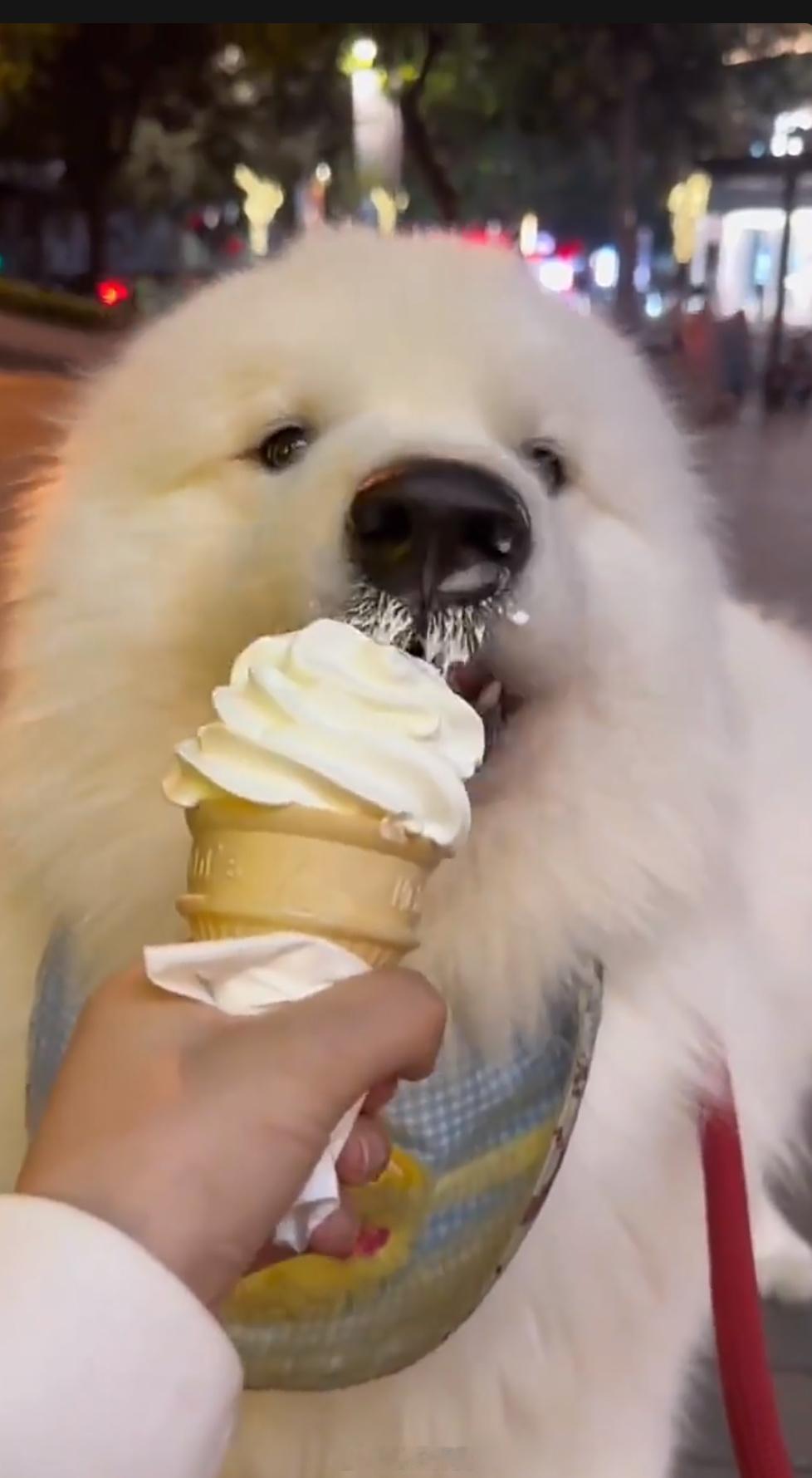 小狗吃冰淇淋就会变成一只小海豹成小花狗🐶了哈哈哈 