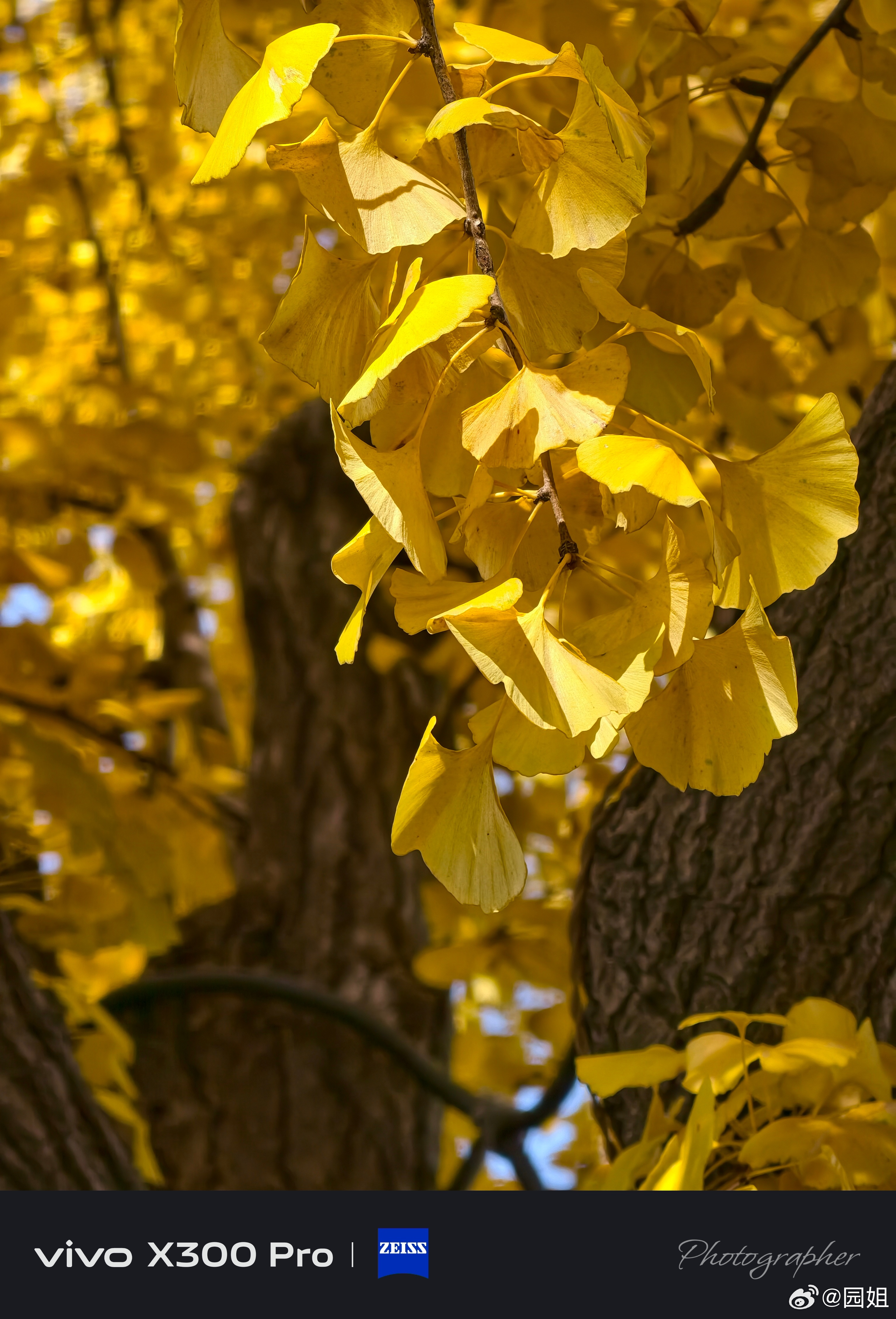 最后一波看银杏叶了，这几天渐冷，叶子在慢慢落，很多市民都赶在这个周末出来看，人还