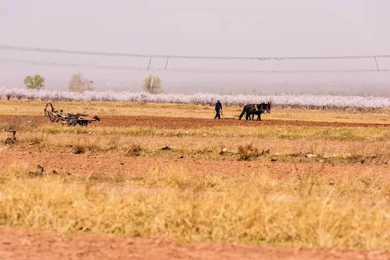 “步步生花春引路，年年出苗秋收果”，这句对仗工整的话，道尽了农业的春华秋实。
春