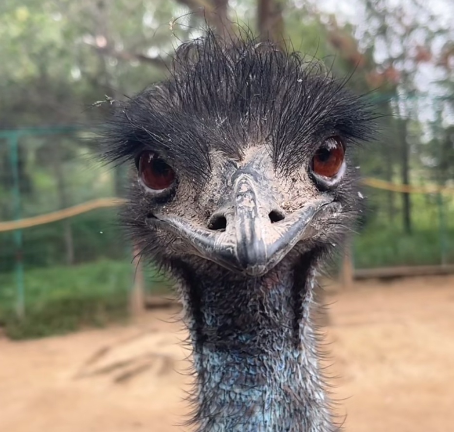 每天一条冷知识  鸸鹋（ér miáo）作为澳大利亚的“国鸟”(当地人自封的），