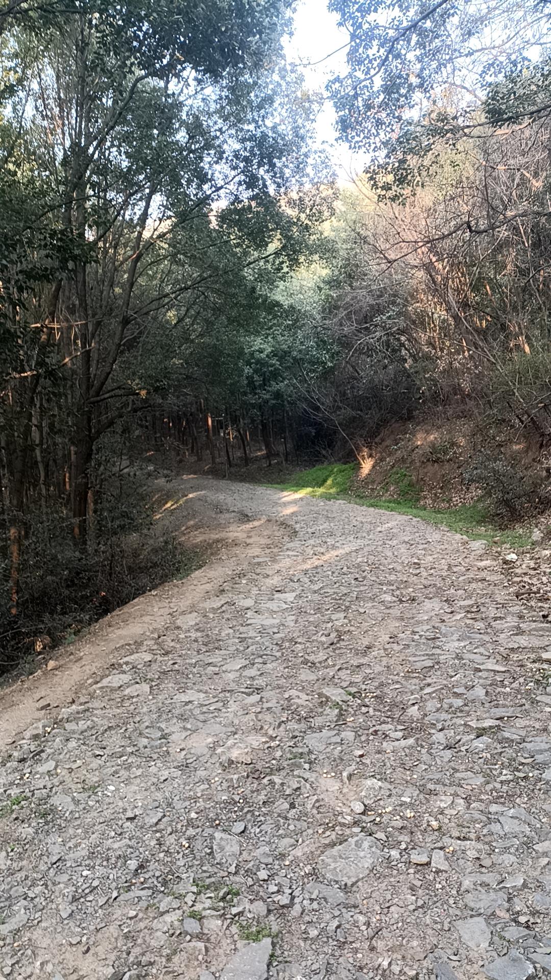 网上看到合星村的油菜花很好看，导航了一下，距离23公里。想到本来就为了29号荆州