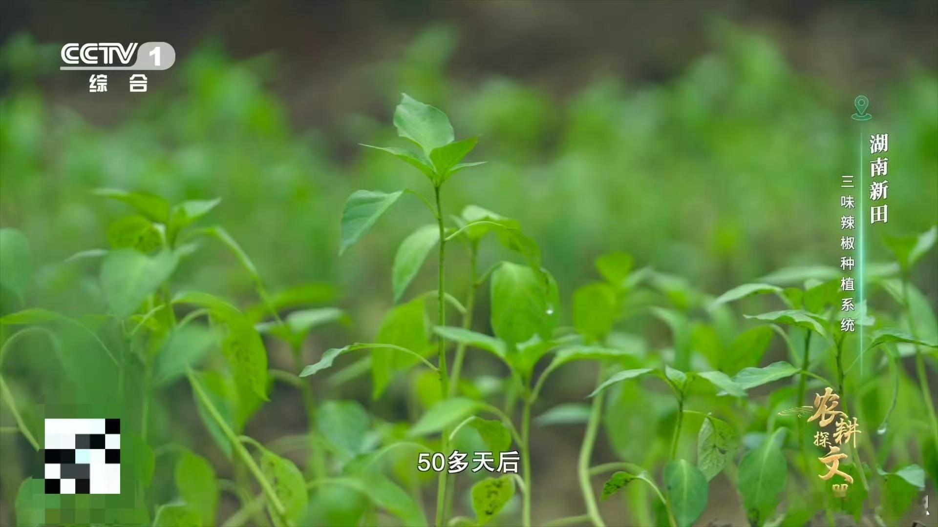 辣椒玩出高级感！湖南新田特产分前中后调：椒尖清甜开胃，椒身暴辣醒神，椒蒂回香定魂