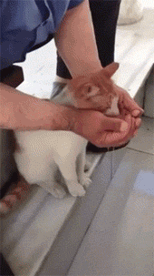 一只流浪猫想喝水，够不着！于是这位大叔就用手捧着水给猫咪喝，好暖