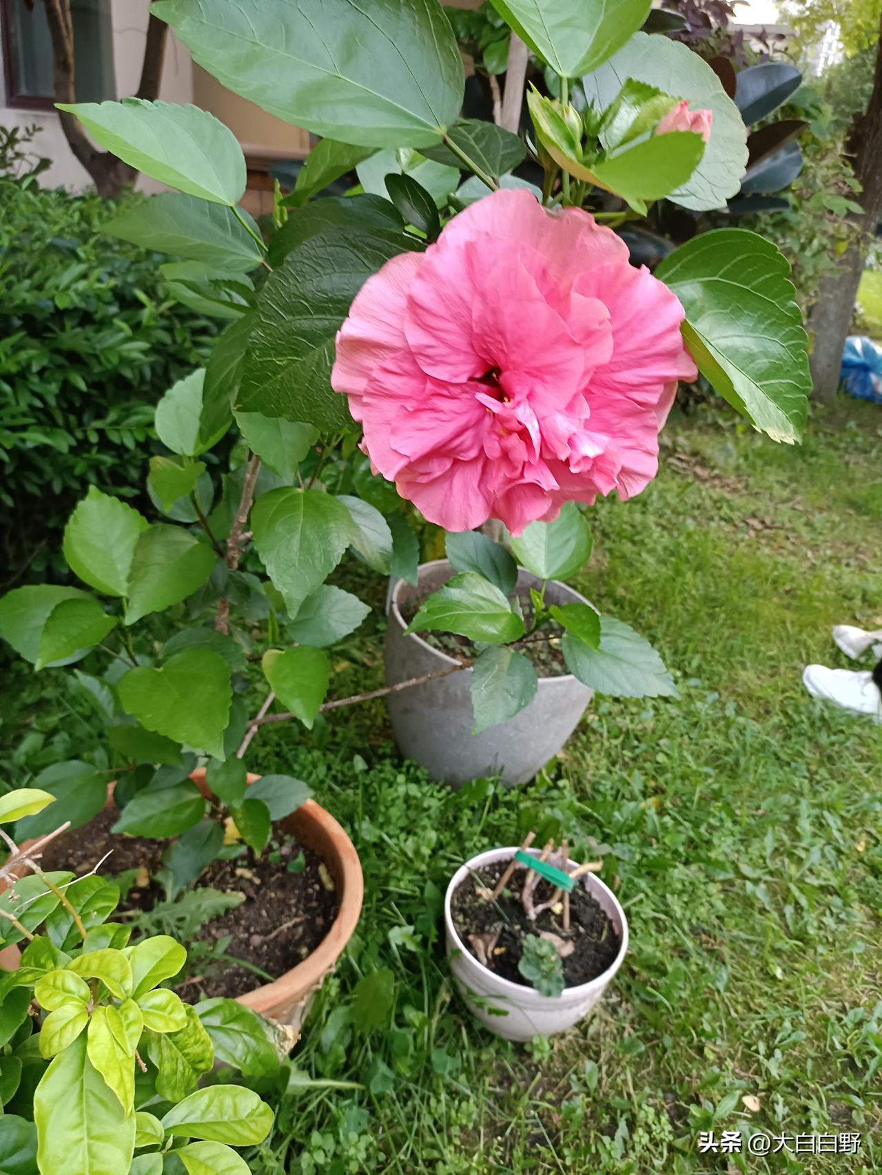 莘莘学子获悉高考成绩，十余年寒窗苦读有了收获季节，进入大学课堂，只是人生一个加油