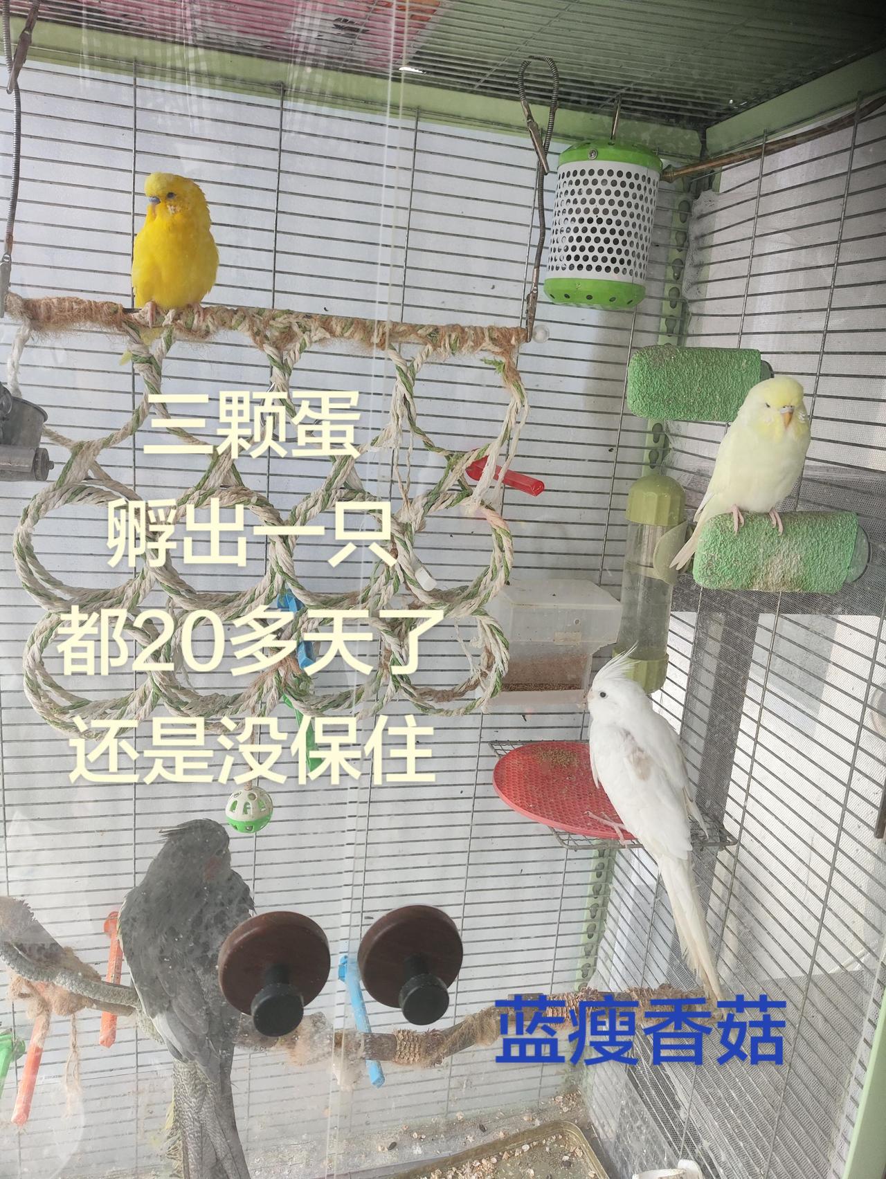 玄凤鹦鹉