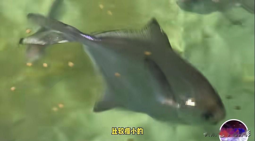 怪不得现在市场上银鲳一年四季都有卖的，而且量大，价格持续走低，原来银鲳也可以人工