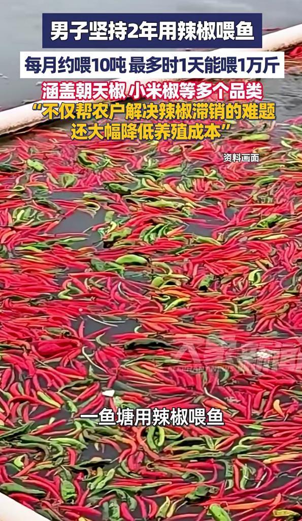 湖南大哥太会了！坚持2年用辣椒喂鱼，每月10吨，鱼还越养越壮 湖南长沙一位鱼塘主