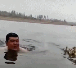 男子游泳偶遇小鸭子被当成顺风船！