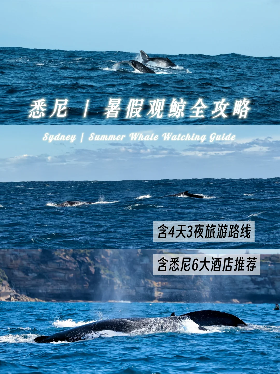 暑假去哪玩？来悉尼观鲸(限5月到11月