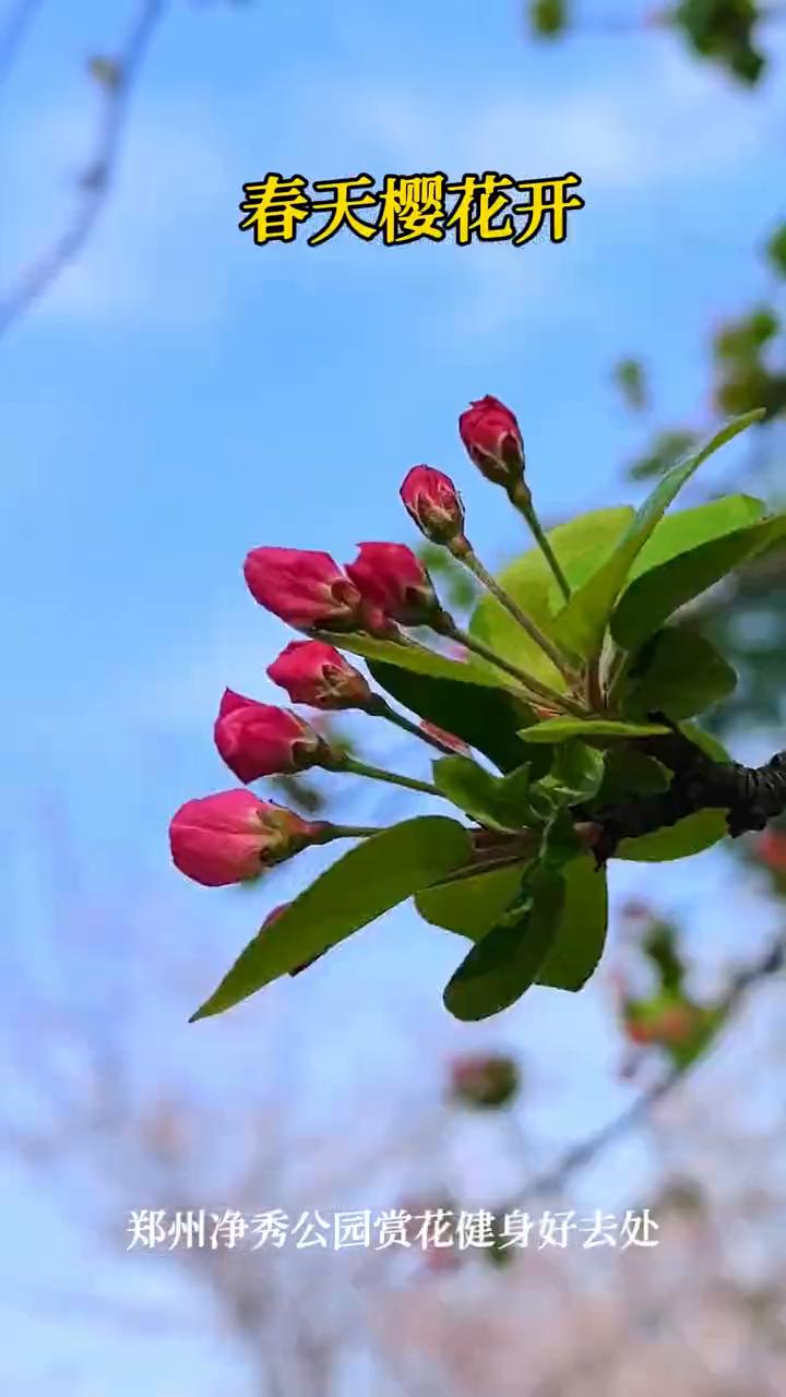 春天樱花开，郑州净秀公园赏花健身好去处。