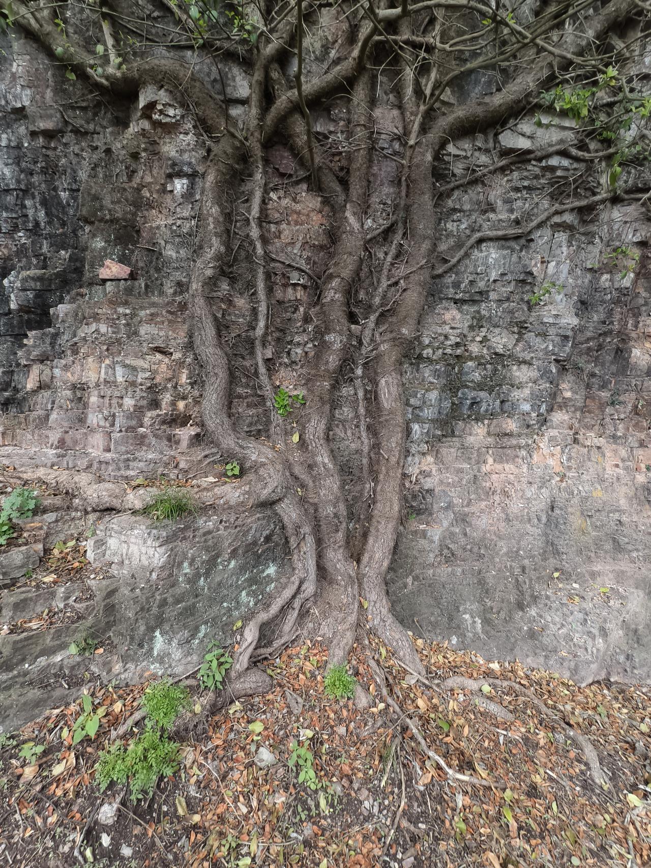 看这棵树多么的顽强！
我在宜昌市夷陵区郑家洞子革命纪念地发现了这棵树，强烈的求生
