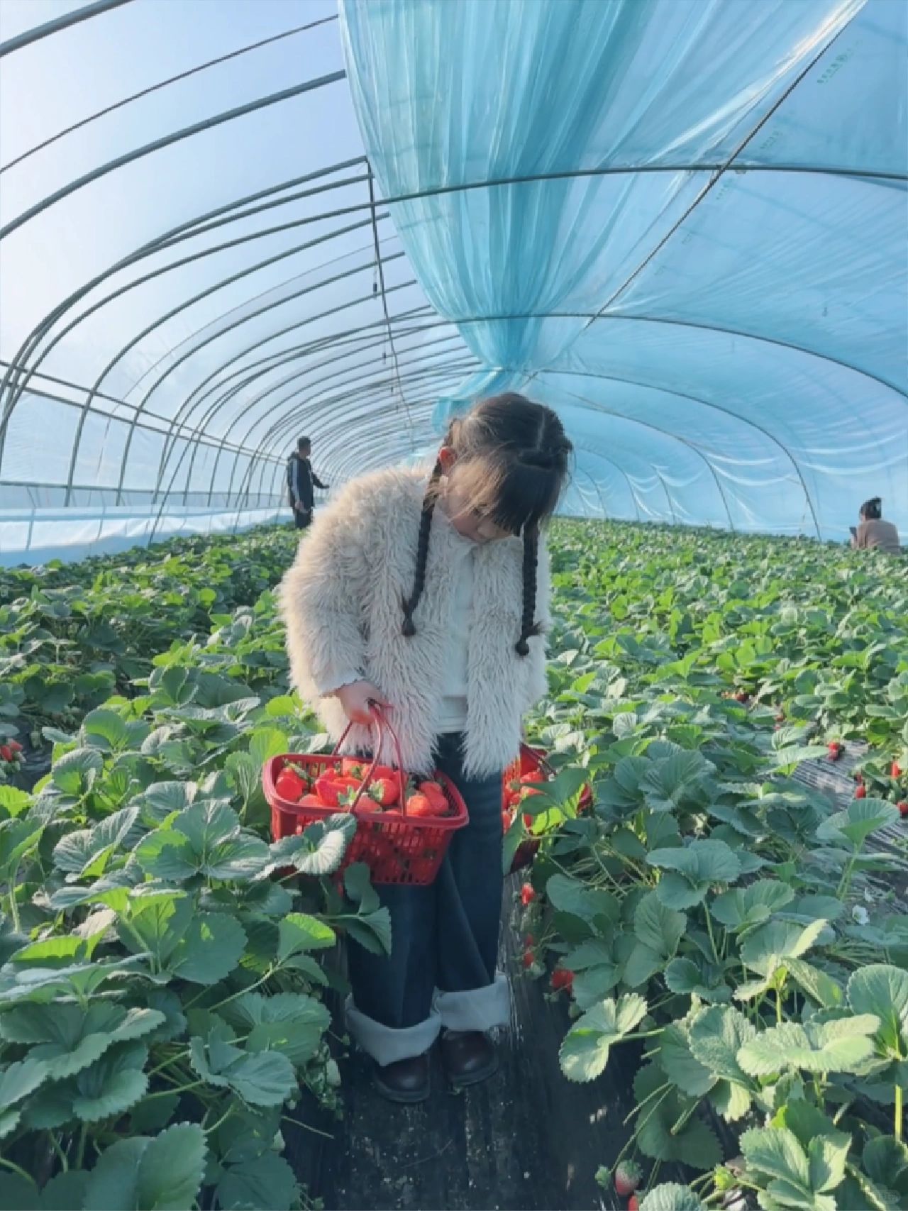 天气真好一起去摘草莓叭🍓