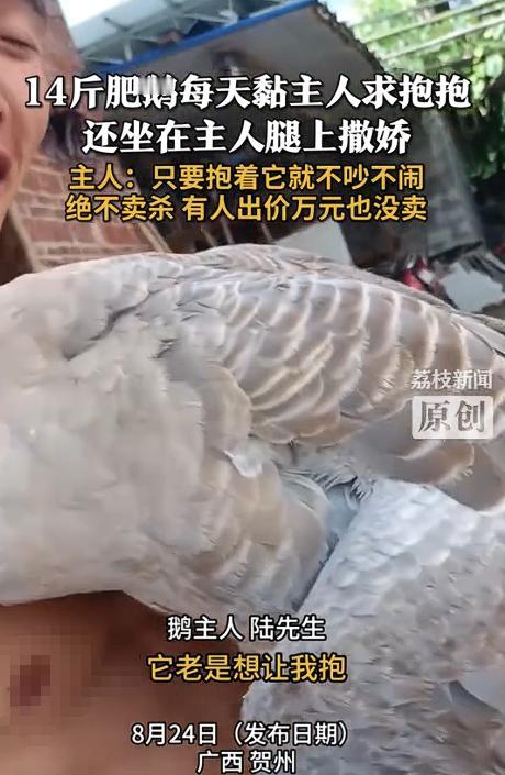 “解释不清了！”广西贺州，一男子养了几十只鹅，但有一只特别奇怪，每次男子回家这只