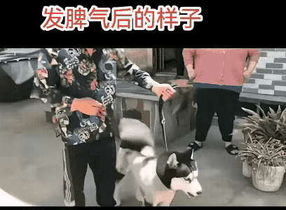 再说自己的狗不咬人？！打脸不？连自己都咬！
    所以说，出门给狗戴嘴套，既是