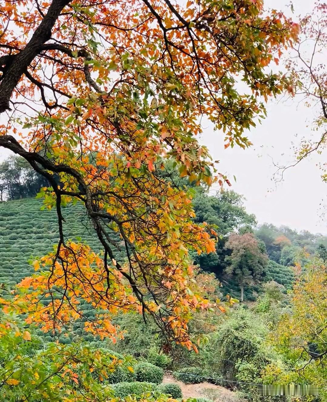 随手拍张照随拍