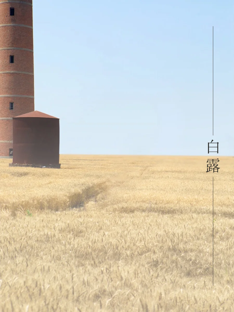 白露|露从今夜白 月是故乡明