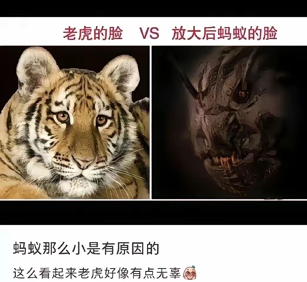 把蚂蚁放大一百倍，那就是外星人入侵
太吓人了，而且蚂蚁的咬合力那么惊人，他能戳住
