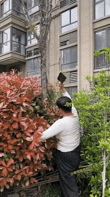 为了吃香椿叶，不惜把树砍倒，这个人自私贪婪到一定程度了，这棵树长在小区里，就应该