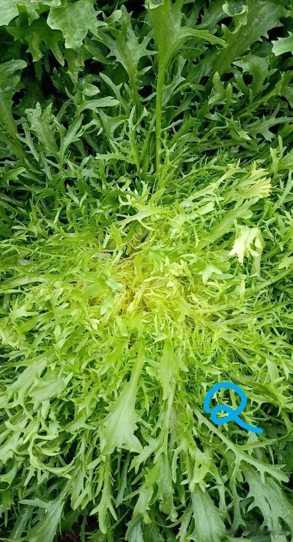 生菜和油麦菜是十字花科植物吗?

生菜是一种俗称，凡莴苣科蔬菜，包括油麦菜和苦苣