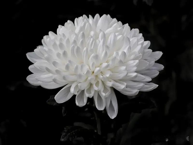 看来国家管理丧事铺张浪费真的非常有必要！上周我外婆仙游，由于我父亲已经去了南洋，