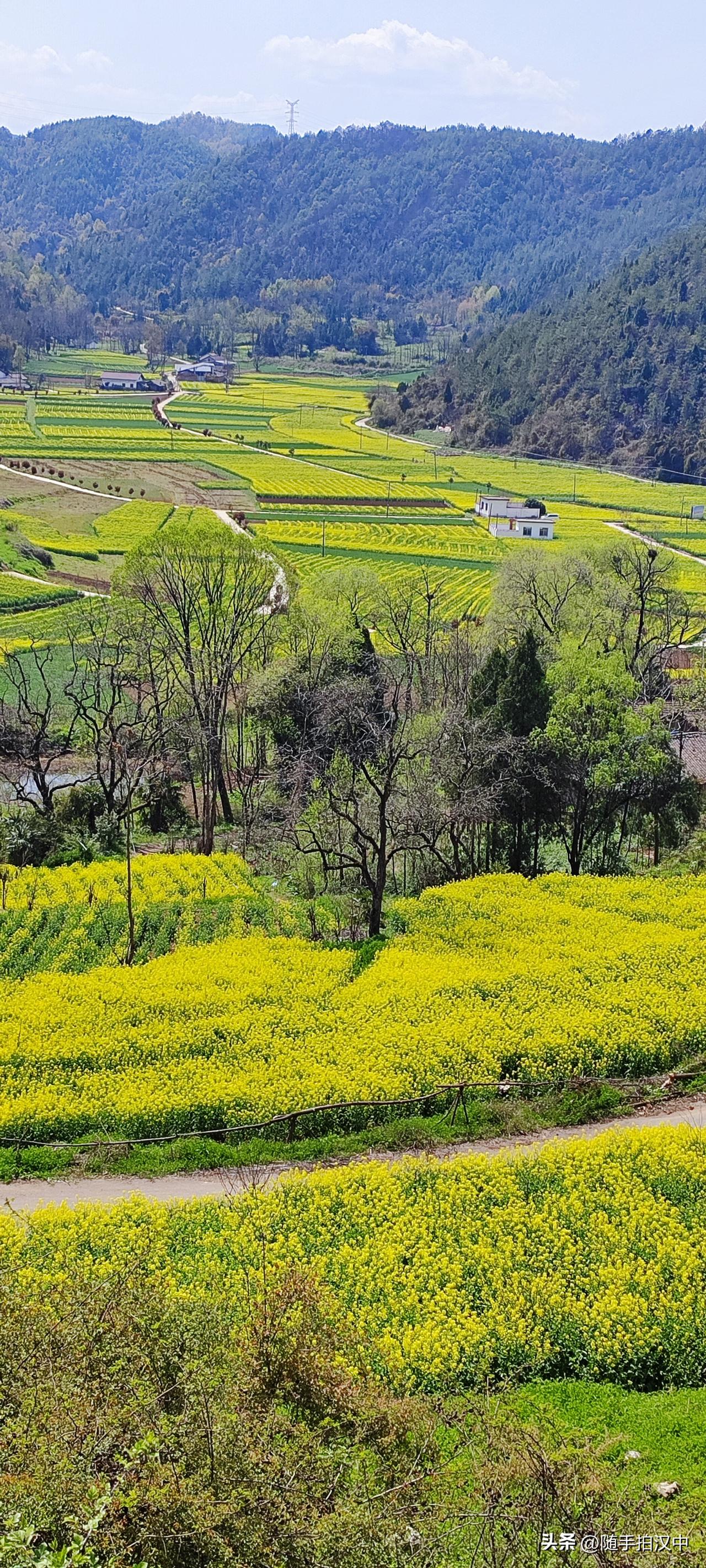 山坡上有一株榆树，挂了满树的榆钱儿。恰好此时正午阳光正浓，透过树荫望向山沟里的油