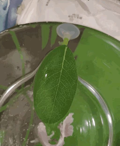 谁说鱼不会躺着睡觉的？
    有人说，鱼在游动着就睡觉了。你看，这条鱼就把这片