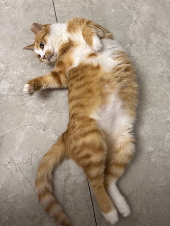 小猫这样躺着就是在勾引我去摸它