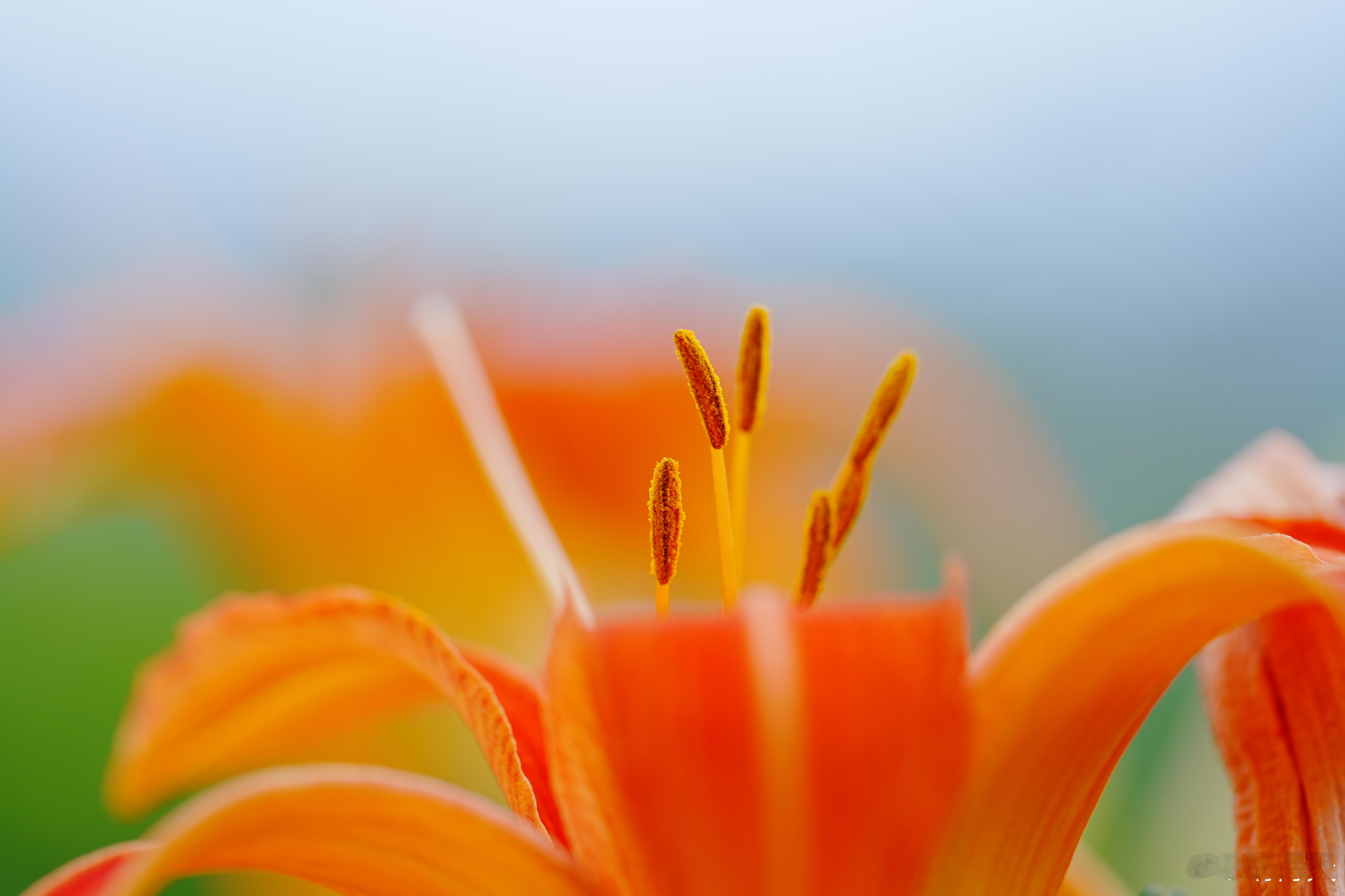 早安，晨露吻过的花瓣捎来第一缕芬芳✨愿你在细碎时光里，拾得满心晴朗与温柔生长🌿