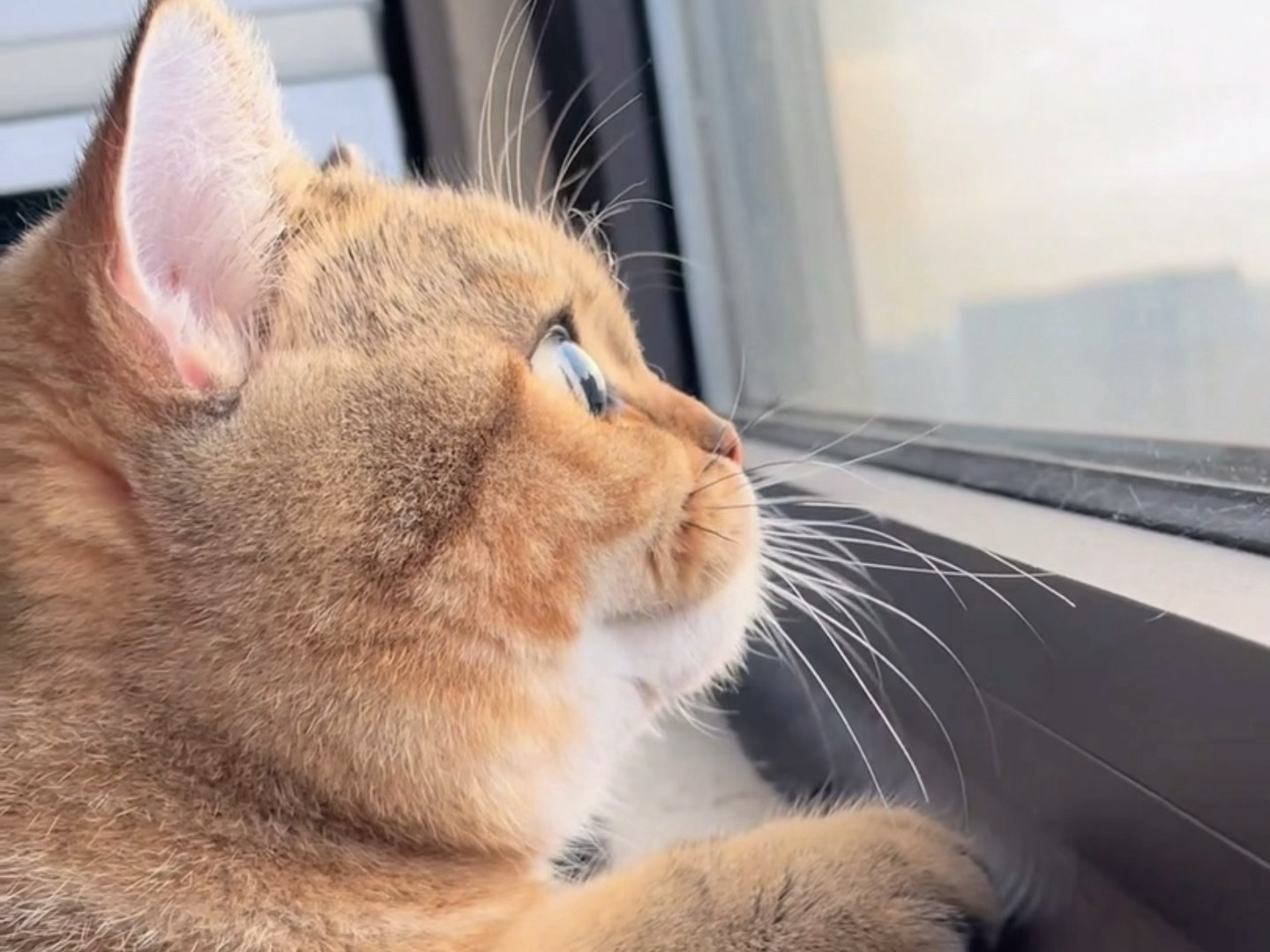 孙小猫 日媒报道平野美宇和孙颖莎比赛开心